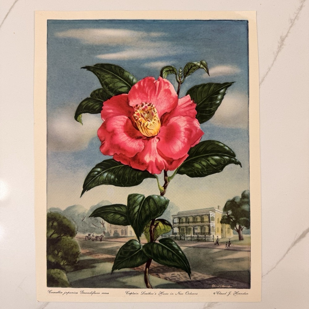 Vintage Camellia Japonica Botanical print By Claud Herndon - New Orleans